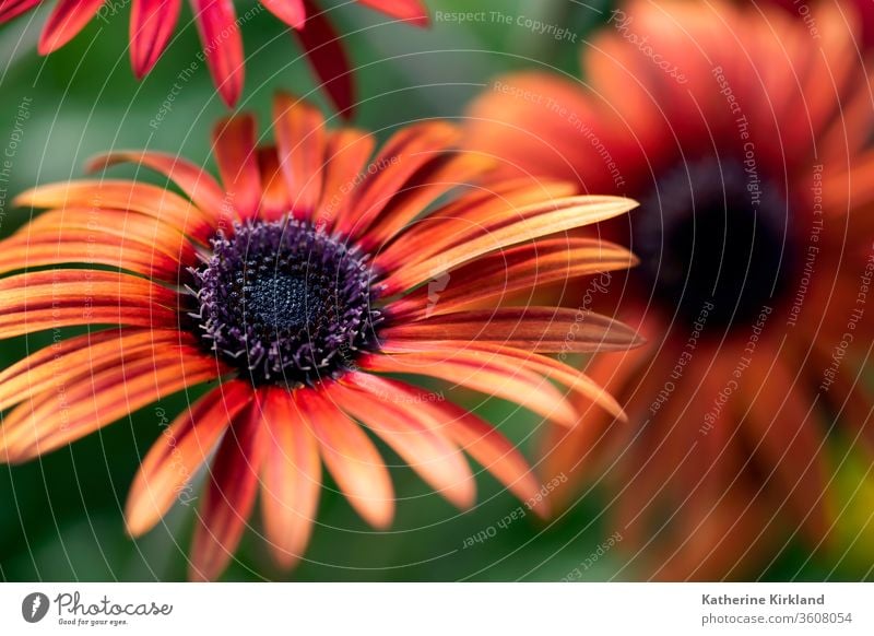 A bright, orange African daisy flower blooms in a summer garden. Green Garden Floral red african Daisy Flower daisies Gardening vibrant nature Natural closeup