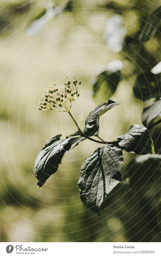 Elder bush Branch Branch detail tree elder Season Detail out spring green buds Agriculture Nature nobody Summer Plant Exterior shot Close-up natural Environment