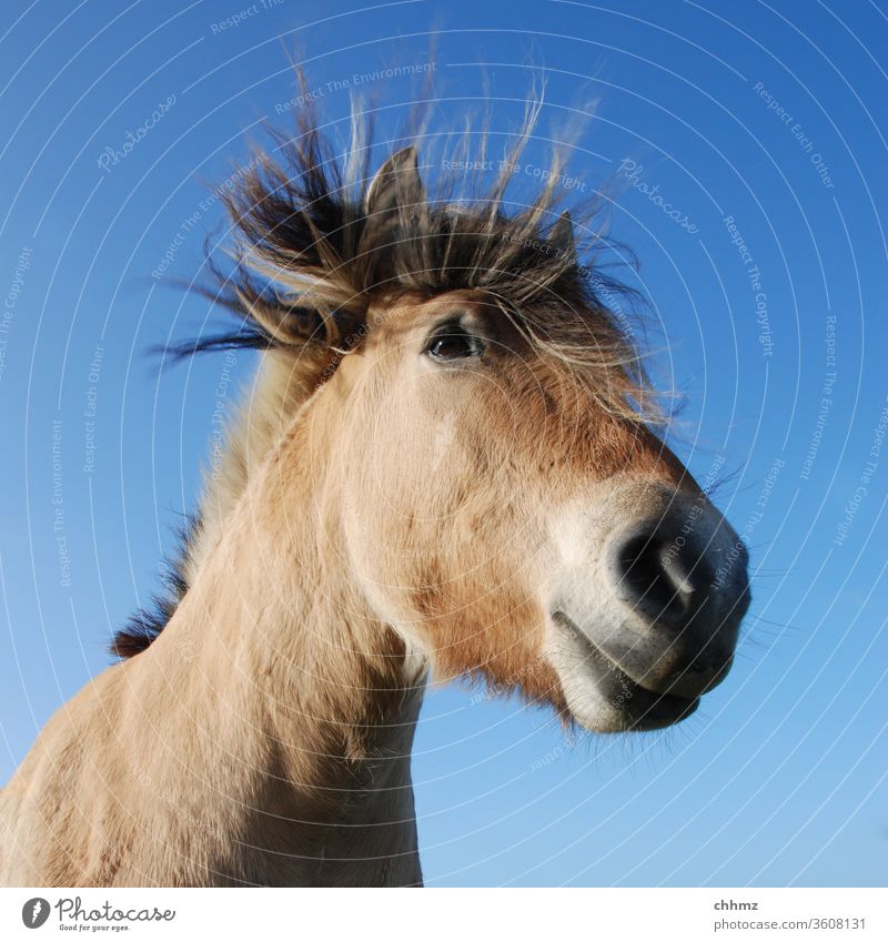 it winds Horse ponny Brown Nostrils Mammal Sky Mane Muzzle Gale Horse's head Windblown hair Animal face Animal portrait Blue Exterior shot Day Deserted