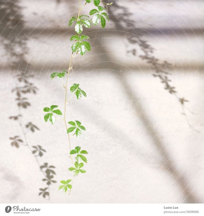 Wild wine, delicate and green with graceful shade Virginia Creeper Plant Colour photo flaked Exterior shot Nature sunshine Sunlight Shadow Shadow play Tendril