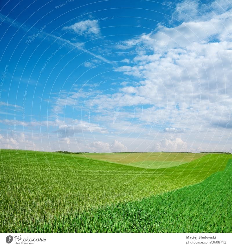 Green harvest field on a sunny day. Field Harvest green Nature Growth Agriculture rural Horizon country Grass Sky Arable land civilized hillock cloud landscape