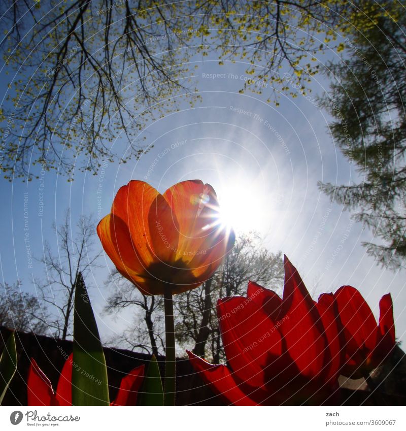 red tulips against the light Poppy Poppy blossom poppies flowers Red Plant bleed Summer Nature Meadow Poppy field Corn poppy Sun Sunlight Back-light Sky Blue