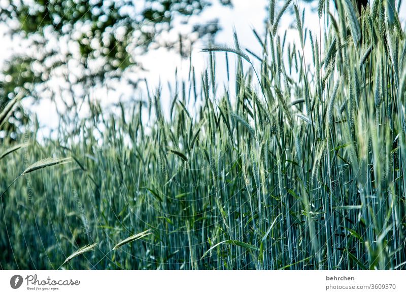 every day a grain Ecological Awn Idyll idyllically Agriculture Exterior shot Harvest Deserted Landscape Environment Agricultural crop Plant Nutrition Food Grain