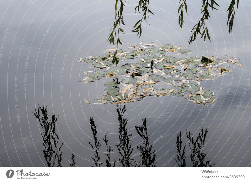 Water lily leaves in the lake and hanging branches with reflection Lake Water Lily water lily Willow tree Weeping willow Autumnal melancholically meditative