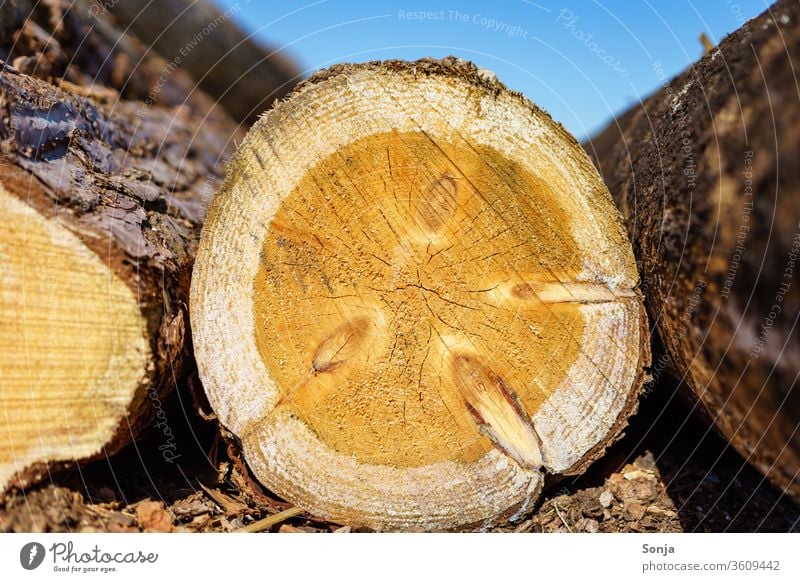 A felled tree trunk with annual rings, close up, blue sky Tree trunk Annual ring cut down tree Blue sky Close-up wood Nature Exterior shot Brown Tree bark