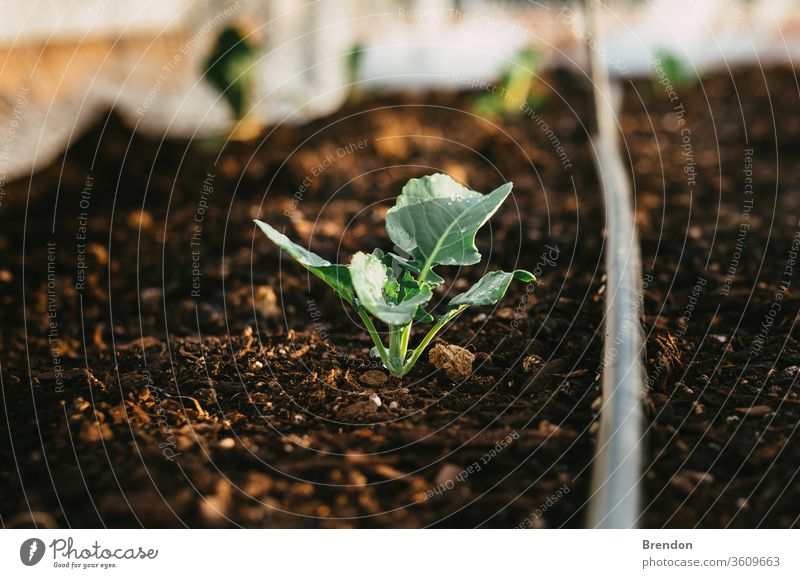 Natural Irrigated Garden Growing Broccoli with water on leaves plant green agriculture leaf garden vegetable nature organic seedling soil growth spring food