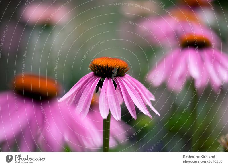 A pink, echinacea flower blooms in a summer meadow. coneflower purpurea purple Green Natural Nature wildflower Flower Garden Gardening perennial Plant closeup