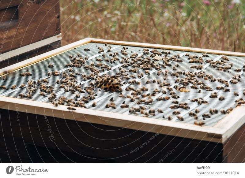 View of an open beehive with end grid and honeycomb growth Bee-keeping Bee-keeper keep beekeepers Honey honey production organic farming ecologic Honey bee Food