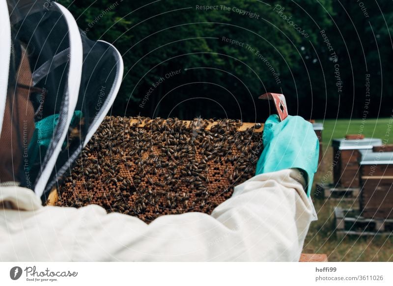 Sighting of the honeycombs Bee-keeping Bee-keeper keep beekeepers Honey honey production organic farming ecologic Honey bee Food Healthy Summer Apiary Beehive