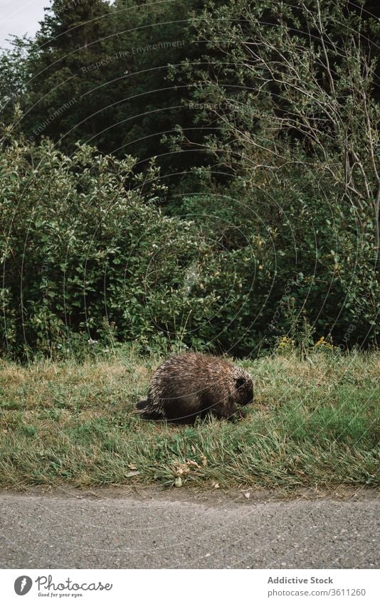 Wild beaver on green roadside in park habitat national la mauricie specie mammal fauna grass canada quebec wild animal creature herbivore curious path trail