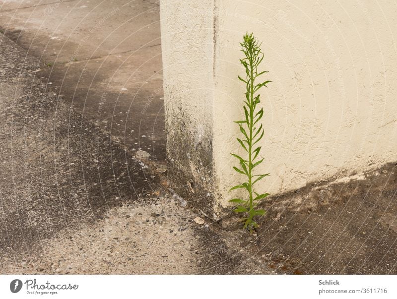 Survivor, a plant richly fertilized with dog urine is waiting for spring Plant Outskirts Concrete Wall (barrier) Corner Dog urine Urine Individual