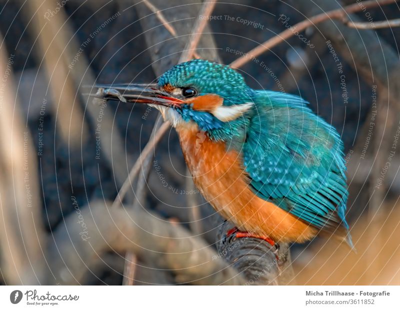 Kingfisher with fish in its beak kingfisher Alcedo atthis birds Animal Nature Beak Eyes Grand piano plumage feathers Twigs and branches Wild animal Fish