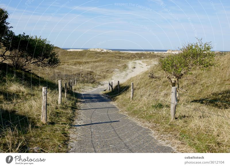 Way to the beach Norderney Germany East Frisland frisian islands nobody Summer holidays travel Nature Outdoors Serene vacation Nature reserve Dunes Beach lawn