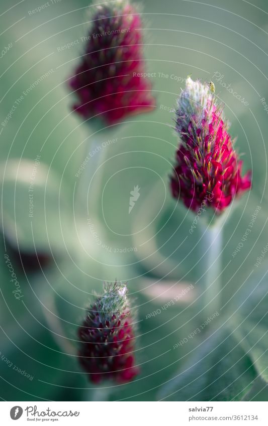 bright red heads of the Inkarnatklee Clover bleed Blossoming Nature flowers Summer Plant incarnate clover Meadow Fabaceae blood clover Legominose Red green