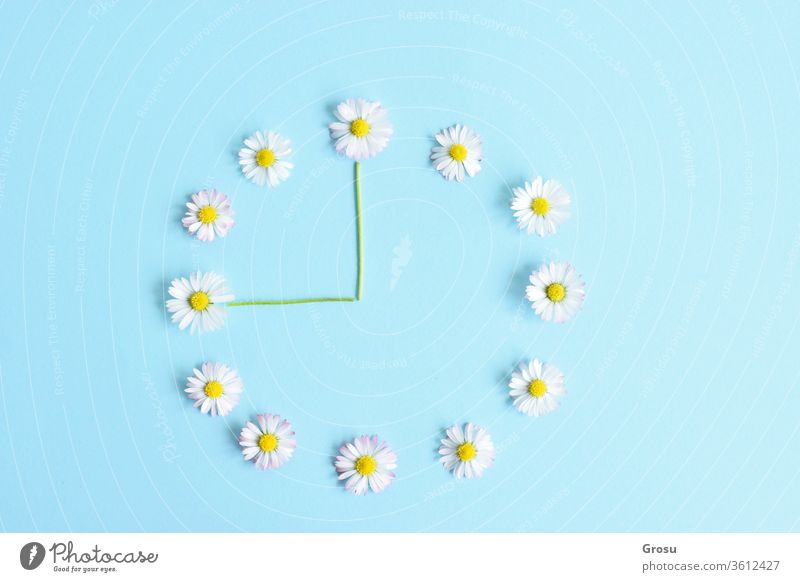 Beautiful Flower Pattern Fresh White Daisies On Pastel Blue Background Top View Soft Light Color Mockup For Special Offers As Advertising Or Other Ideas Flat Lay A Royalty Free Stock Photo From Photocase