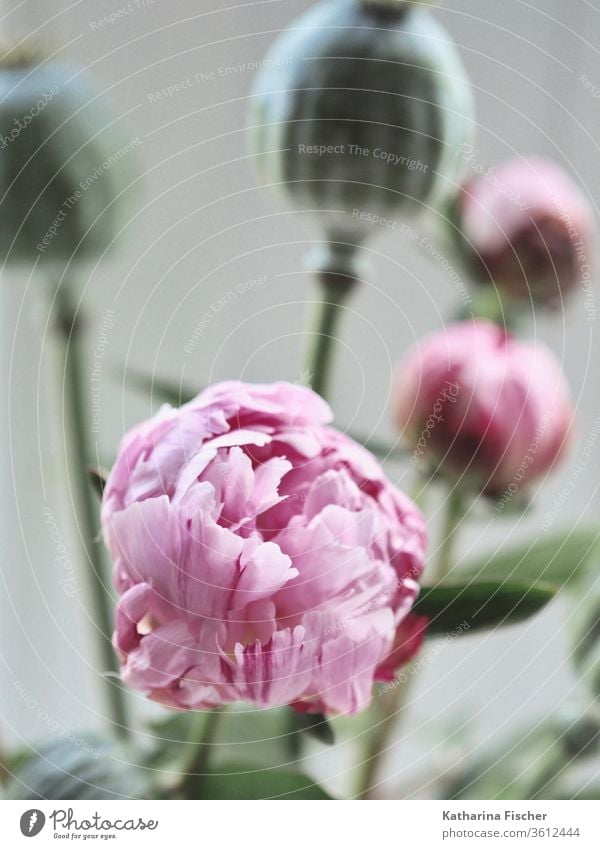 Peony and opium poppy Flower Blossom Pink Colour photo Summer Beautiful Opium poppy Poppy Poppy blossom Spring Red Decoration decor Nature bouquet of flowers