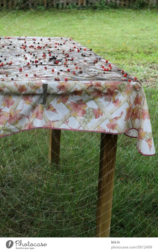 alt l old, dirty, smeared, wax tablecloth with flower pattern, lies forgotten on garden table. Many, red berries, lying on sloping, sloping, woody garden table, in the autumnal allotment garden. Neglected table on green, fresh grass.