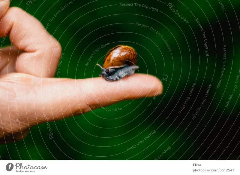 Small Roman snail with snail shell on one finger Snail shell Animal Crumpet Fingers by hand take hold of sb./sth. Nature Feeler Human being stop Be confident
