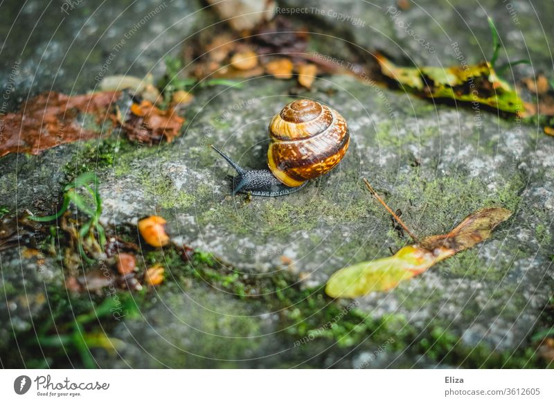 A snail crawls over cobblestones Crumpet creep Snail shell Cobblestones Close-up Slowly Animal Nature Feeler Ground