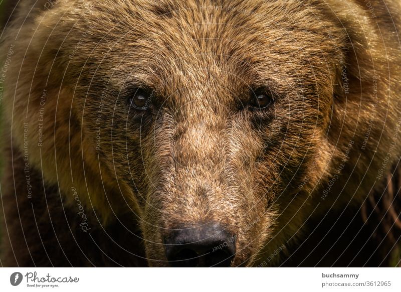 Bear look Bearskin Pelt Brown Snout Looking into the camera eye contact Wild animal Animal Nature predator