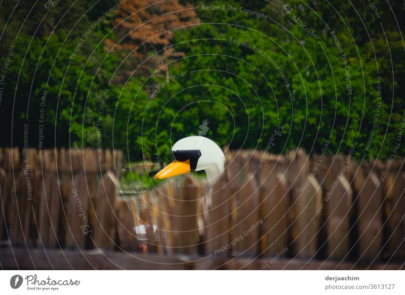 A wooden swan looks behind fence posts to see if the photographer has already left, with trees in the background. Swan Beak Animal White pretty Bird