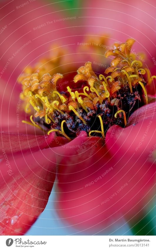 Zinnia hybrid as ornamental plant decorative flowerhead closeup red American Mexican summer Asteraceae Compositae