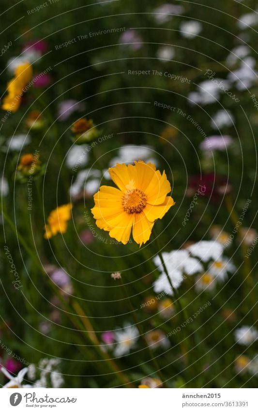 In the front of the picture you can see a bright yellow flower standing on a colourful flower meadow flowers bleed Yellow Flower meadow blossom Summer spring