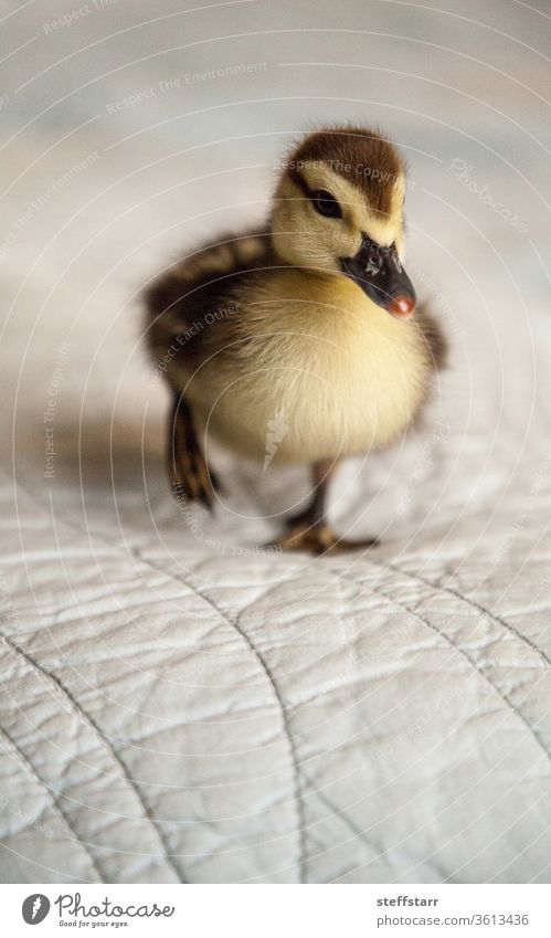 Mottled duckling Anas fulvigula on a blue background Duckling baby baby duck cute fuzzy mottled duck mottle duckling Florida duck animal nature small brown duck