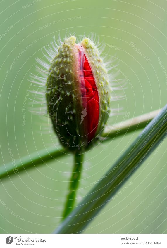 determining with a clear aim the bud opens slowly Poppy blossom Nature Growth Wild plant poppy flower flower bud Summer Green Red come into bloom Plant Delicate