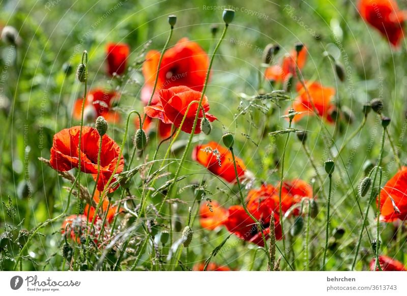 bonjour mo(h)n chéri Meadow already Agricultural crop Light Landscape Wild plant Blossom leave Deserted Environment Warmth Garden pollen Sunlight Poppy poppies