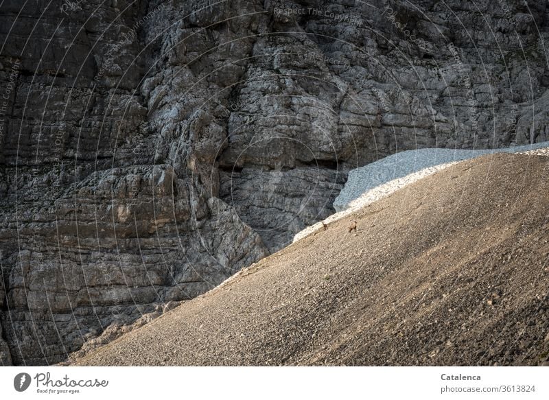 At the rock face, below the ice field, two chamois stand in the scree Alps Mountain Scree Ice Rock Wall of rock Alpine animals Landscape Deserted Environment