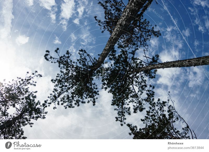 Birches growing towards the sky tree Sky Sky blue Skyward Plant Treetop Blue sky Colour photo Exterior shot Deserted Day Beautiful weather Environment Clouds