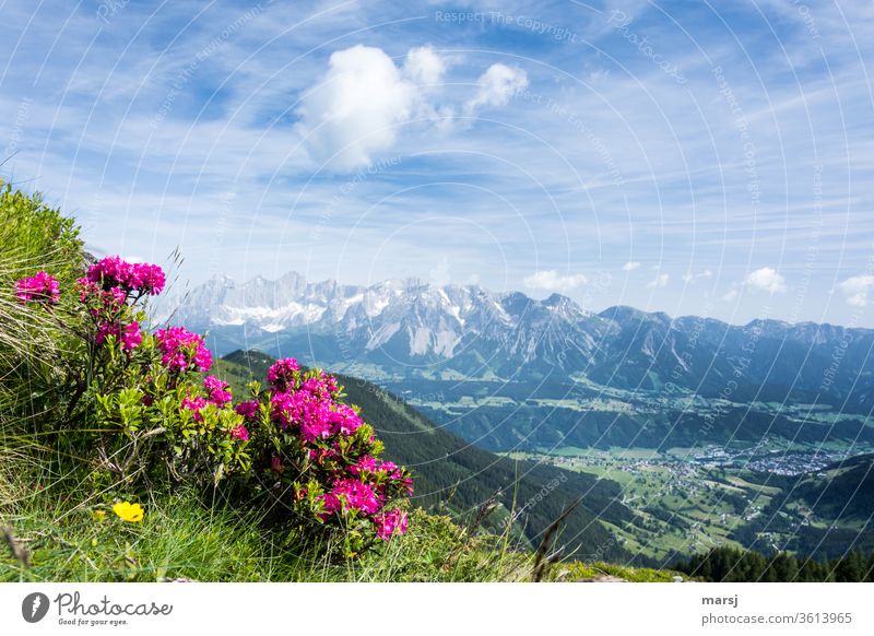 Alpine roses in front of the Dachstein mountains and the Ennstal Alp rose alpine rose Wild plant bleed Plant Nature Mountain Trip Tourism Vacation & Travel Calm