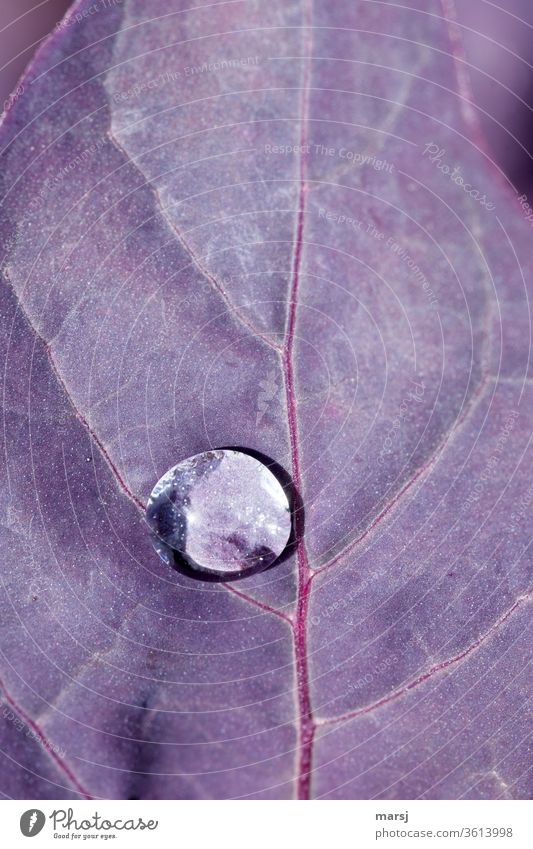 Water drops on violet leaf Drops of water flaked Purity Macro (Extreme close-up) natural Exceptional Fresh Surface tension chill Calm Harmonious Life