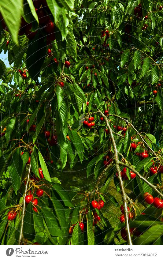 The cherries are ripe! Cherry Branch fruit Harvest sweet cherry tree Relaxation holidays sour cherry Garden allotment Garden allotments Deserted Nature Plant