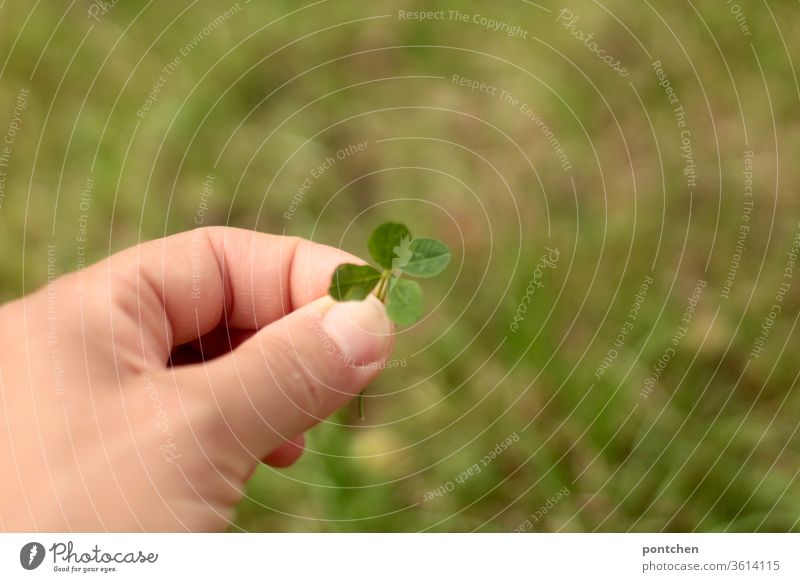 Trying to force the luck. To forge your own happiness! Hand holds a four-leaf clover. One leaf is held in addition. Cloverleaf stop three-leaved cloverleaf
