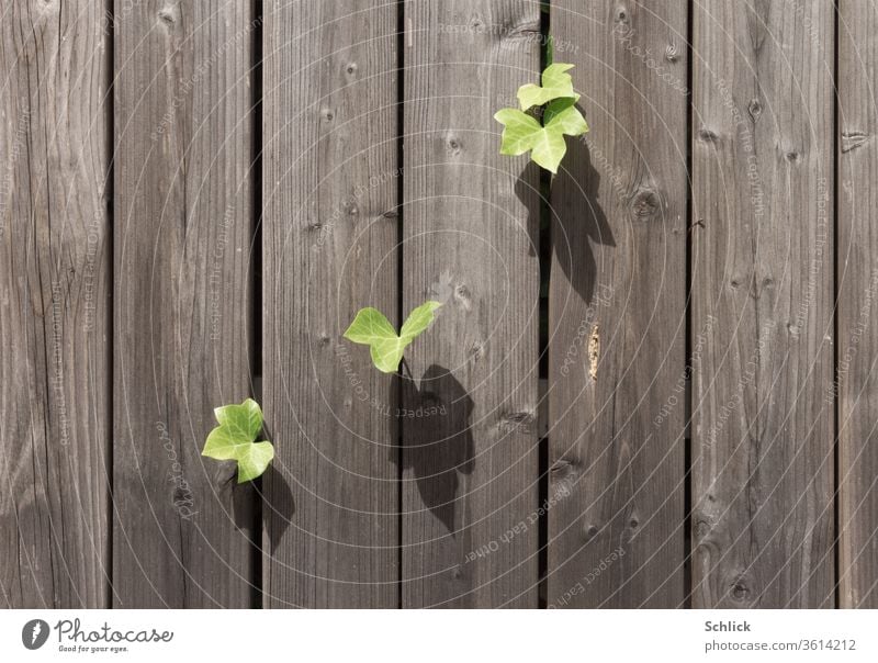Ivy leaves squeeze through between weathered wooden boards to catch precious sunlight Individual Wooden boards Shadow Weathered Raw Wooden wall Plant