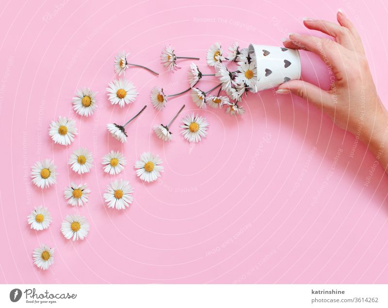 Spring composition with white daisies falling from a bucket flower romantic love daisy hand faceless keep light pink top view above concept creative day decor