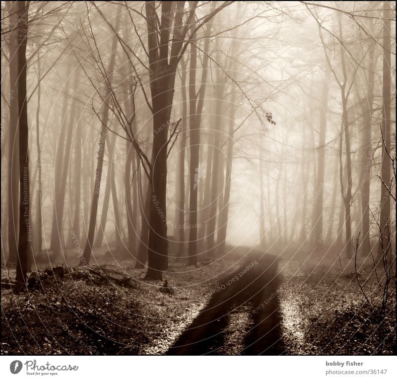 light comes Forest Fog Tree Cold Winter Grief Light Sadness Lanes & trails