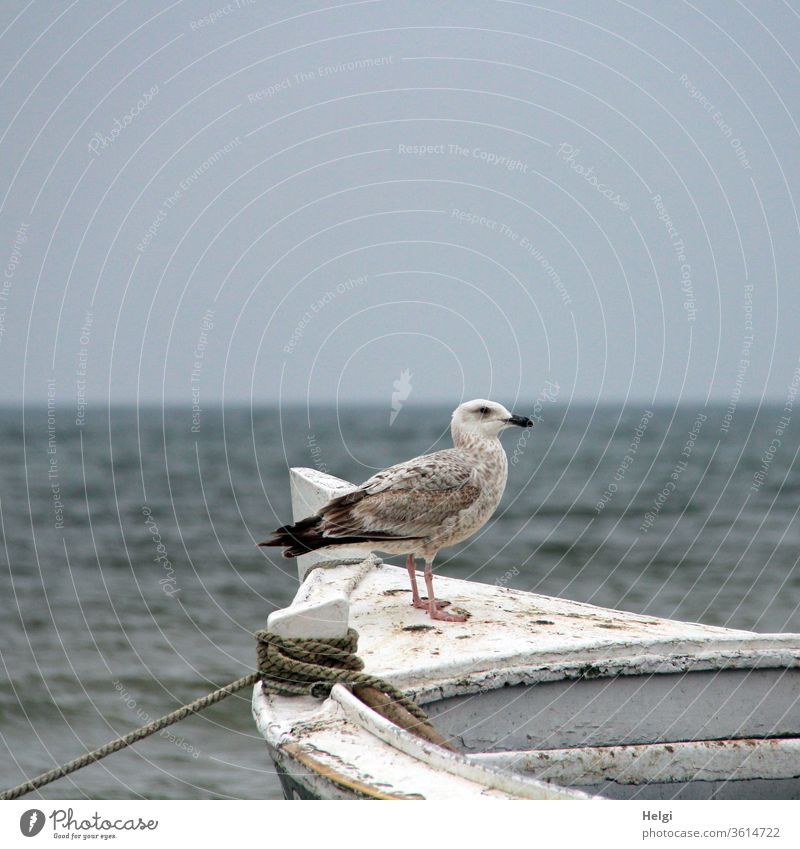 Sentry - young silver gull stands on a wooden boat and looks into the distance Seagull Silvery gull fledglings Larus argentatus Great Gull Baltic Sea Water