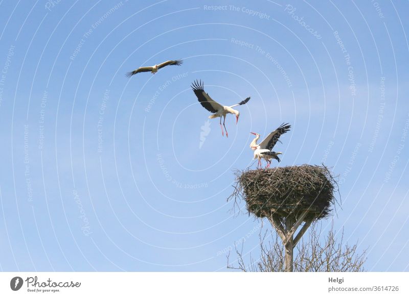 Attack - two storks stand in the eyrie, two others try to chase them away and conquer the nest Stork Stork's Nest Stork pair Eyrie attack four Stand Flying