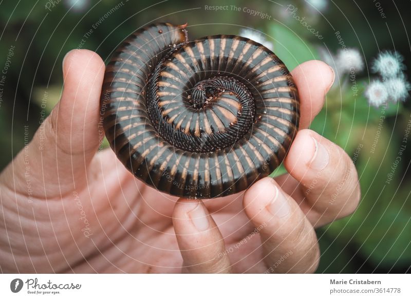 Holding a Asian giant millipede or Thyropygus spirobolinae sp, showing concept of kindness, harmony with nature and environmentalism Conceptual