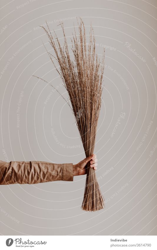 Female holding a bunch of dried straw in her hand in a studio with white wall woman fashion hair plant wheat nature beauty young field grain portrait beautiful