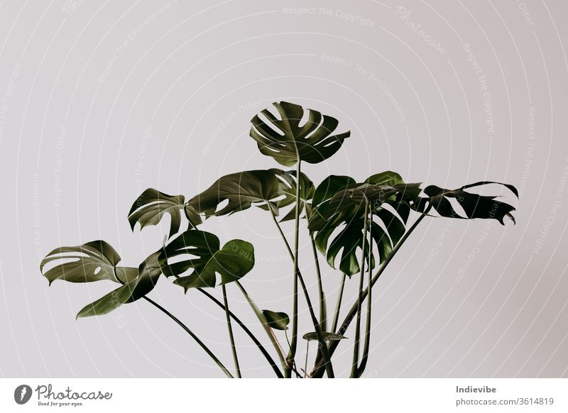 Dark green palm tree leaves in an empty room with white wall monstera plant leaf flower white background nature herb growth spring branch grass flora macro
