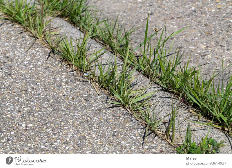 Green grass sprouts at the junctions of an asphalt road action background block closeup concrete crack design destination energy environment future gray green