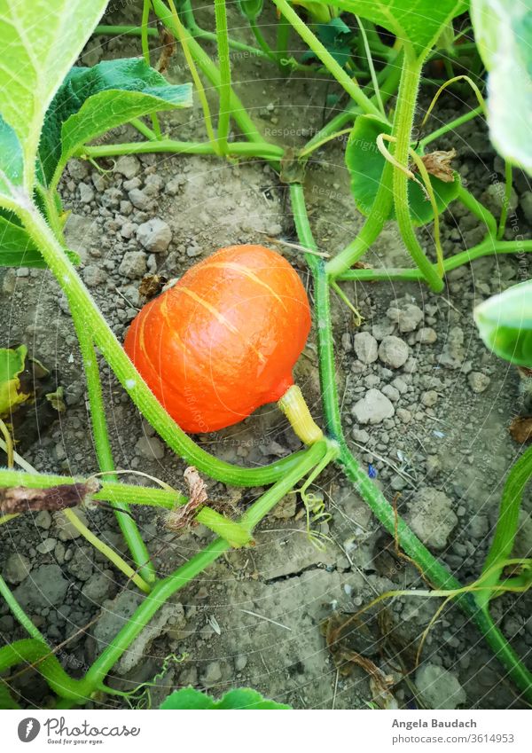 grow your own organic vegetables: Hokkaido / Pumpkin Garden Vegetable garden vegetable gardening Vegetarian diet pumpkins Organic produce Food Fresh Healthy