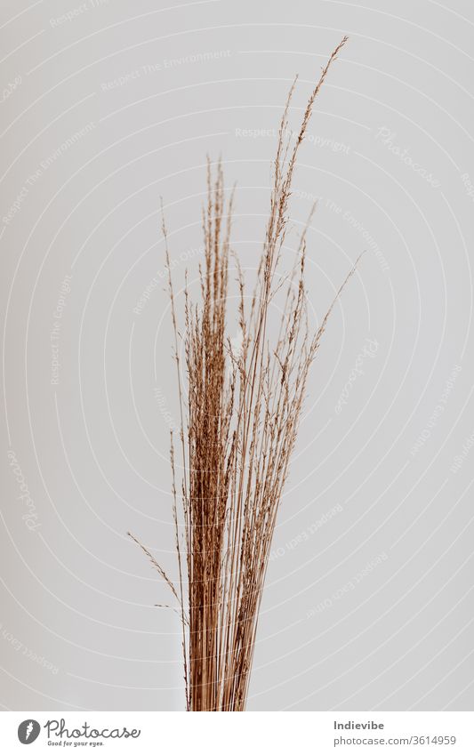 A bunch of dried straw in a studio with a white wall dry plant wheat nature beauty field grain portrait beautiful summer crop rye isolated back vertical flower