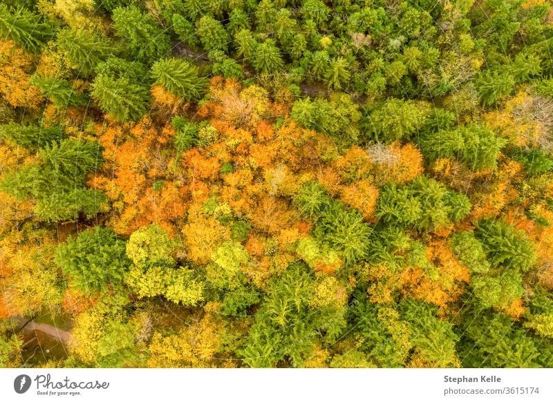 Vertical view of autumn forest scene with green, red and yellow colored trees. aerial fall drone contrast nature travel scenic beautiful natural colorful