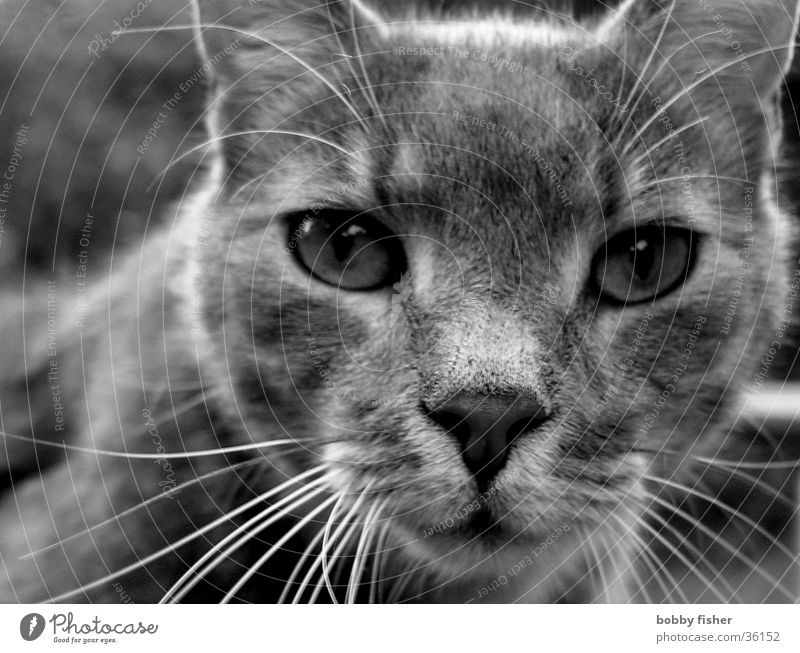 I know everything Cat Black White Intensive Transport Black & white photo Eyes Looking
