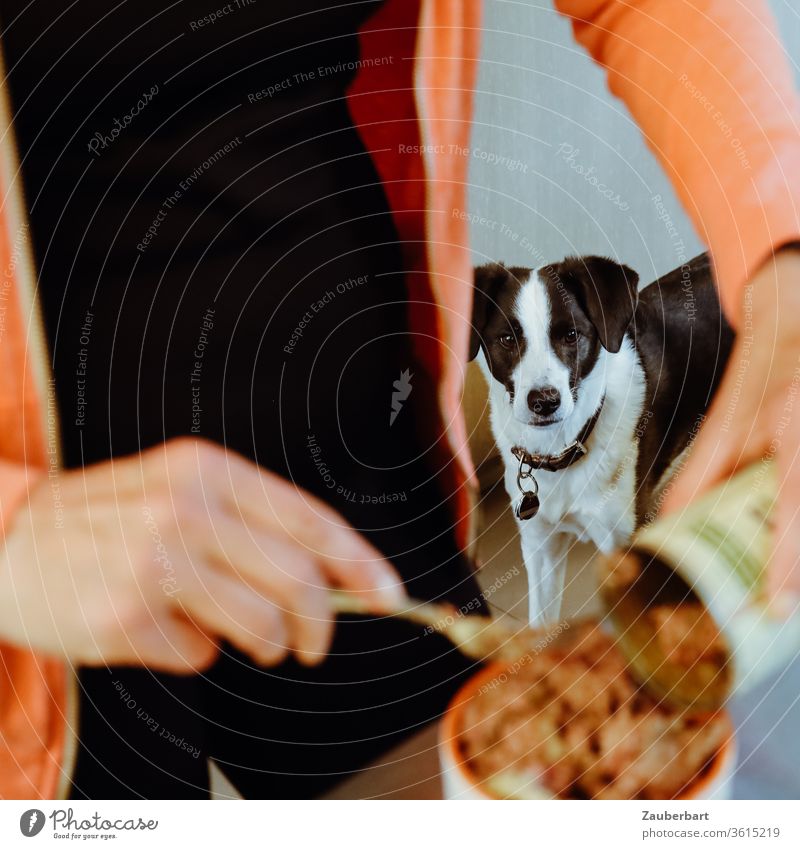 A black and white dog watches attentively as a woman fills his food from a can into the bowl Puppydog eyes Feed Dog Bowl canned food Wet feed Looking Crossbreed